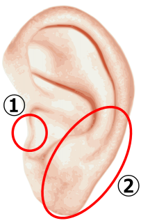 耳の拡大図