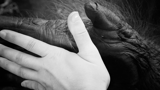 人間とゴリラの手